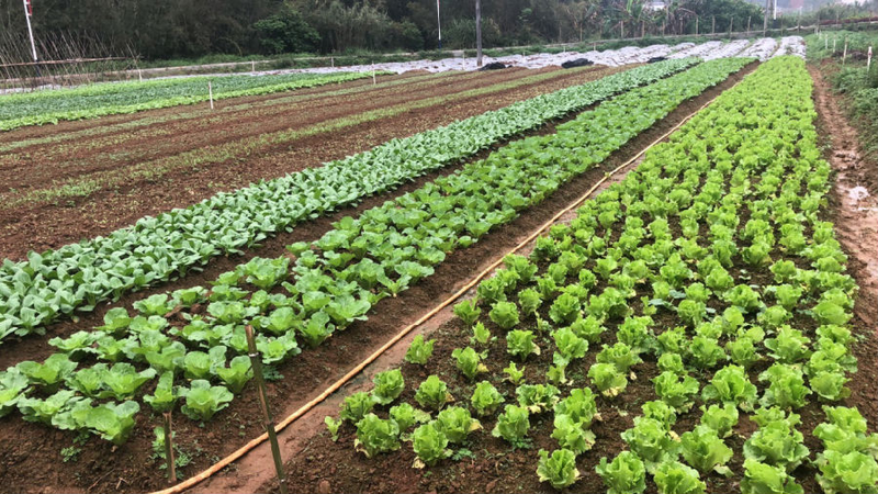 与兴宁市农业局蔬菜专用肥